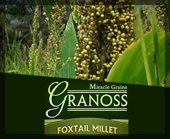 Granoss Foxtail Millet